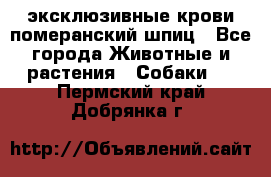 эксклюзивные крови-померанский шпиц - Все города Животные и растения » Собаки   . Пермский край,Добрянка г.